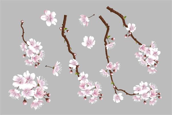 مجموعه ای از شاخه های ساکورای شکوفه دار