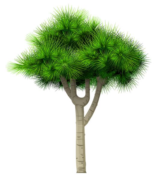 درخت کاج درخت سبز تزئینی بونسای جدا شده