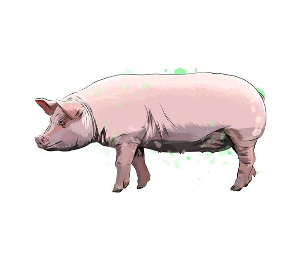 خوک از چلپ چلوپ آبرنگ نقاشی رنگی واقع بینانه