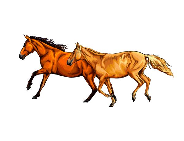 آبرنگ دو اسب از پاشیدن آبرنگ طرحی که با دست کشیده شده است تاختند تصویر برداری از رنگ روی سفید