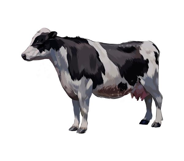 گاو سیاه و سفید از پاشیدن آبرنگ نقاشی رنگی