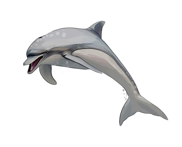 دلفین از پاشیدن آبرنگ نقاشی رنگی