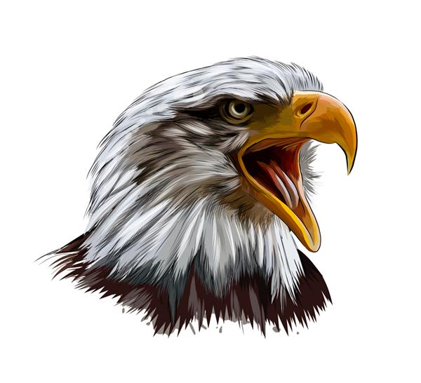 پرتره سر عقاب طاس از پاشیدن آبرنگ نقاشی رنگی