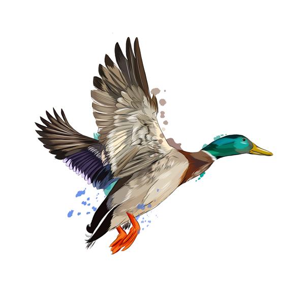 اردک از آبرنگ نقاشی رنگی واقع بینانه تصویر