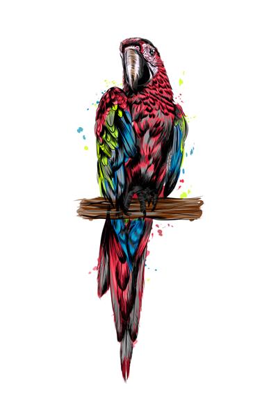 طوطی ماکائو از چلپ چلوپ آبرنگ نقاشی رنگی واقع گرایانه