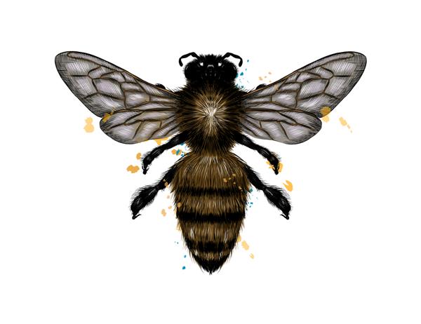 زنبور عسل زنبور از پاشیدن آبرنگ نقاشی رنگی واقع گرایانه