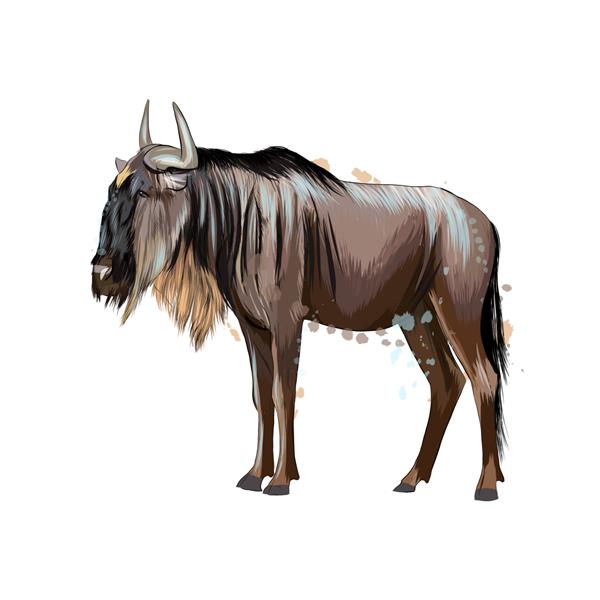 Wildebeest از چلپ چلوپ آبرنگ نقاشی رنگی واقع گرایانه تصویر برداری از رنگ