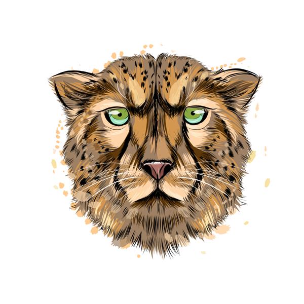 پرتره سر یوزپلنگ از آبرنگ نقاشی رنگی واقع گرایانه تصویر برداری از رنگ