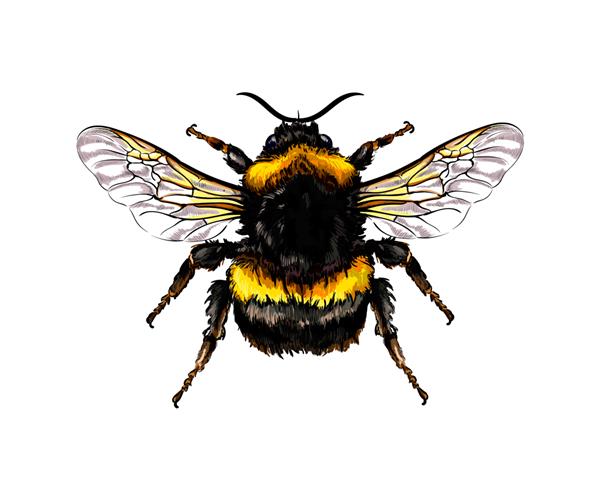 زنبور عسل از پاشیدن آبرنگ