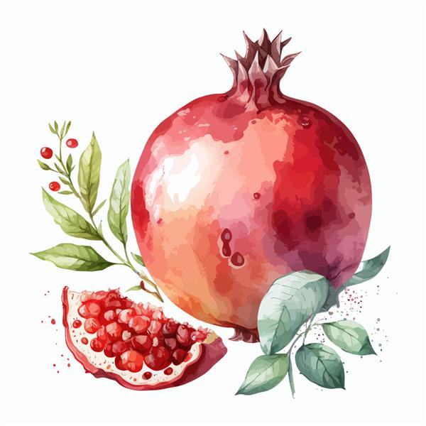 نقاشی دستی از تصویر انار میوه ای جدا شده روی پس زمینه سفید به سبک بوهو