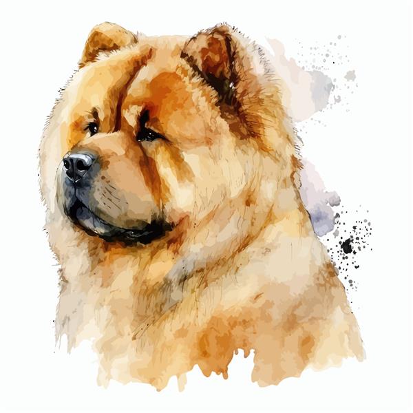 تصویر پرتره سگ چاوچو با آبرنگ تصویر دستی جدا شده روی پس زمینه سفید به سبک بوهو