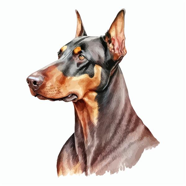 تصویر پرتره سگ آبرنگ نژاد دوبرمن تصویر دستی جدا شده روی پس زمینه سفید به سبک بوهو