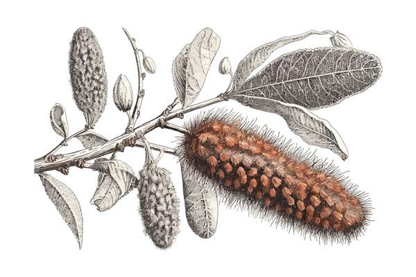 طراحی گیاه شناسی قدیمی Willows catkins جدا شده بر روی تصویر برداری کارتونی پس زمینه