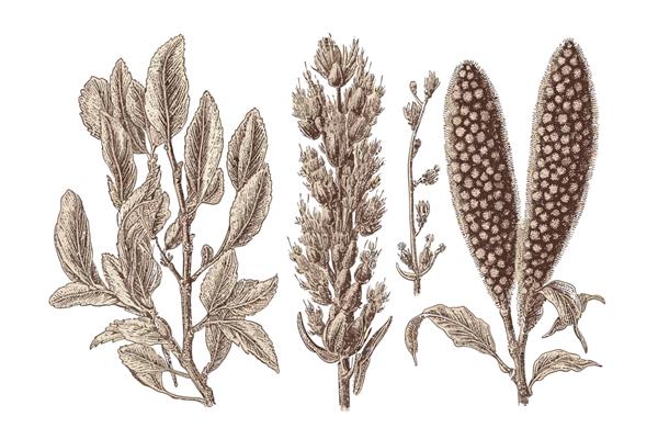 طراحی گیاه شناسی قدیمی Willows catkins جدا شده بر روی تصویر برداری کارتونی پس زمینه