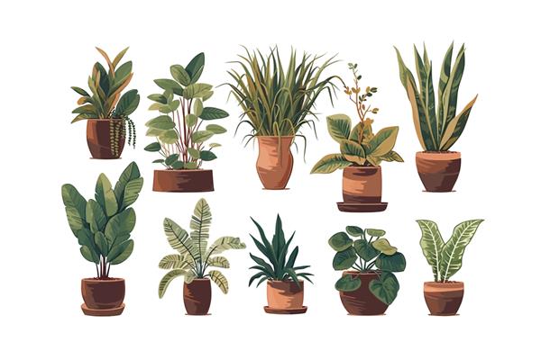 مجموعه گیاهان خانگی گلدانی جدا شده بر روی تصویر وکتور کارتونی پس زمینه