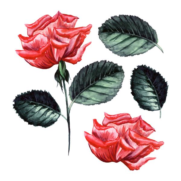 گل رز وکتور آبرنگ تصویر دقیق جوانه گل جدا شده عناصر برگ