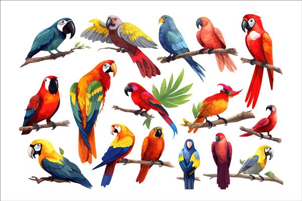 پرندگان هاوایی وحشی جدا شده در تصویر برداری کارتونی پس زمینه