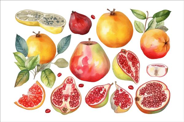 مجموعه وکتور میوه انار انجیر انجیر لیمو پرتقال عناصر گل تزئینی الگوی تصویر کارتونی تخت جدا شده در پس زمینه سفید