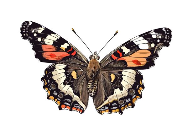 گونه های پروانه تحسین برانگیز دریاسالار قرمز جدا شده در تصویر کارتونی وکتور پس زمینه سفید