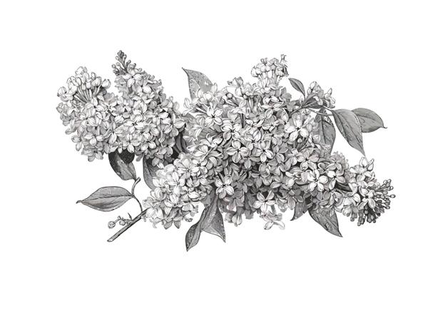 گلهای بنفش حکاکی شده بر روی تصویر کارتونی وکتور پس زمینه سفید
