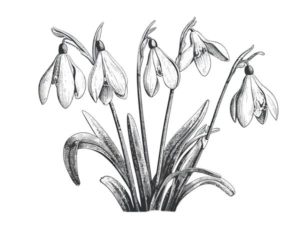 اولین گل‌های بهاری برفی که به سبک وینتیج کشیده شده‌اند روی تصویر کارتونی وکتور پس‌زمینه سفید طراحی شده‌اند