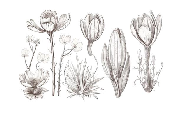 طراحی گلهای کانتور کروکوس سیتیوس به سبک رترو با جزئیات جدا شده بر روی تصویر کارتونی وکتور پس زمینه سفید