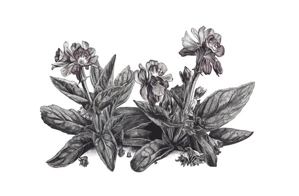 نقاشی واقع گرایانه با گل های گل ریه شکوفه به سبک یکپارچهسازی با سیستمعامل جدا شده بر روی تصویر کارتونی وکتور پس زمینه سفید