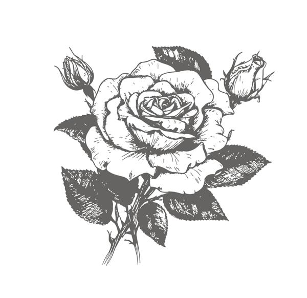 گل رز با برگ‌های سیاه و سفید طرحی با دست که بر روی تصویر برداری پس‌زمینه سفید برجسته شده است