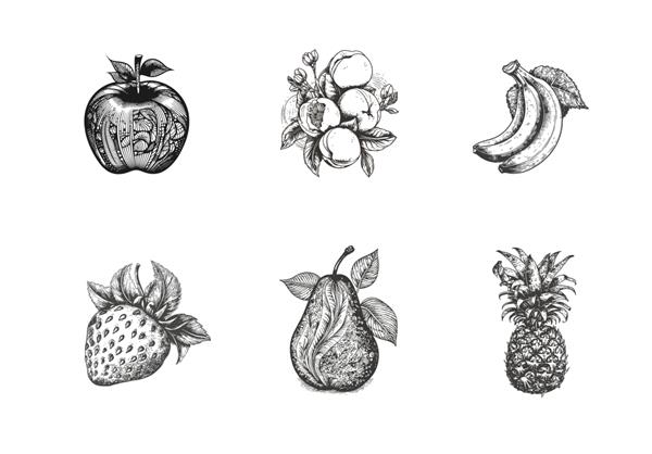 مجموعه ای از میوه ها در سیاه و سفید یک طرح دستی برجسته شده در تصویر برداری پس زمینه سفید