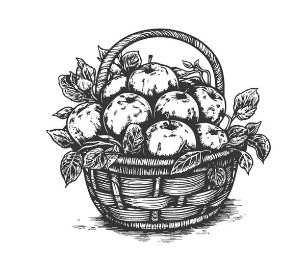 سبد حصیری پر از سیب‌های شیرین رسیده در سیاه و سفید طرحی با دست که بر روی تصویر برداری پس‌زمینه سفید برجسته شده است