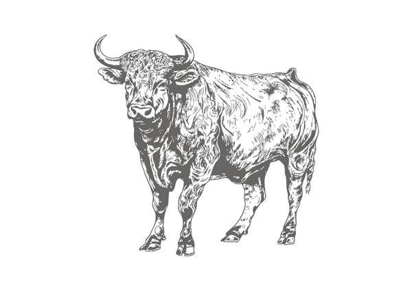 گاو نر ایستاده تمام قد سیاه و سفید طرحی دستی که بر روی تصویر برداری پس زمینه سفید برجسته شده است