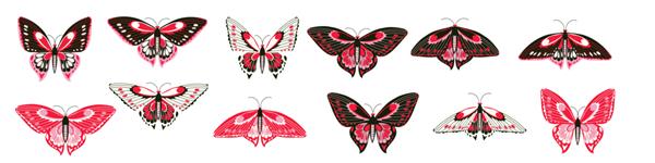 مجموعه ای از پروانه های استوایی در سبک مینیمال