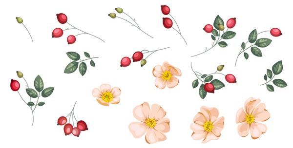 مجموعه ای از گل های رز و انواع توت ها