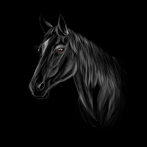 پرتره سر اسب در تصویر برداری از رنگ پس زمینه سیاه