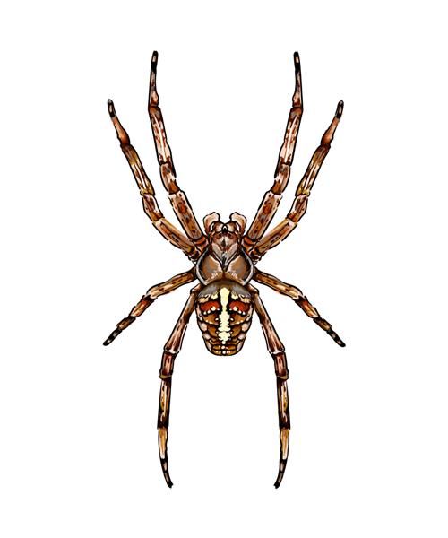 عنکبوت باغ عنکبوت آرانئوس نوعی عنکبوت از خانواده عنکبوت ها گوی عنکبوت نقاشی رنگی