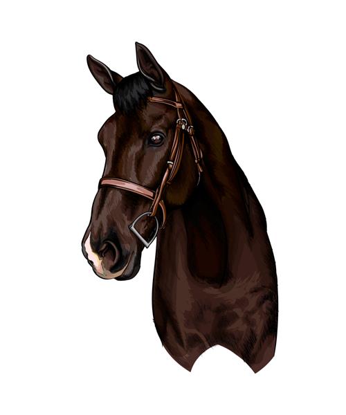 پرتره سر اسب از چلپ چلوپ آبرنگ نقاشی رنگی نقاشی وکتور نقاشی