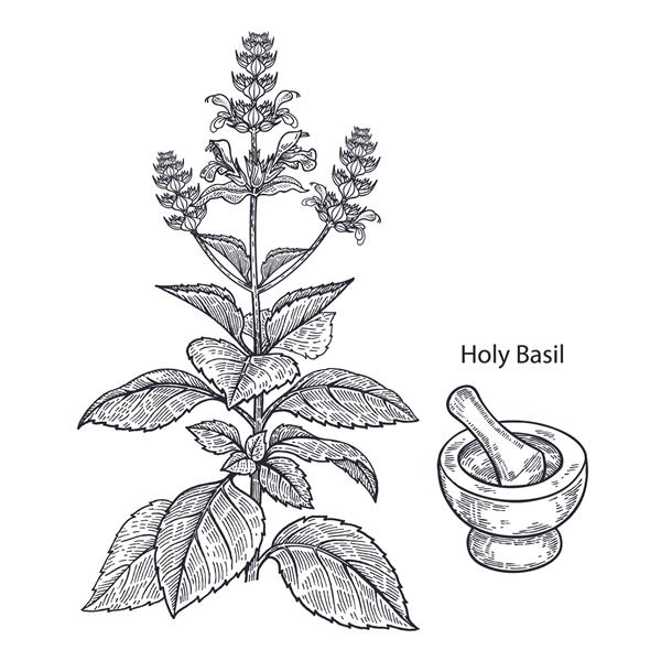 گیاه پزشکی واقعی ریحان مقدس هاون و هاون حکاکی قدیمی هنر تصویر برداری وکتور سیاه و سفید دست کشیده سری طب جایگزین