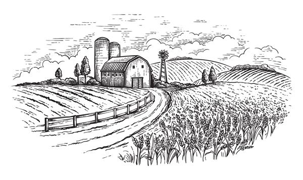 گندم مزرعه منظر روستایی به سبک گرافیکی طراحی شده با دست و تبدیل به تصویر برداری