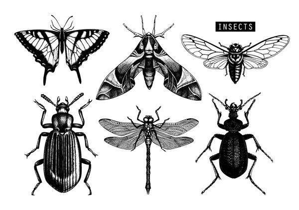 مجموعه برداری از تصاویر حشرات با دست کشیده شده است پروانه های سیاه سیکادا سوسک حشره طراحی سنجاقک مجموعه طرح حشره شناسی