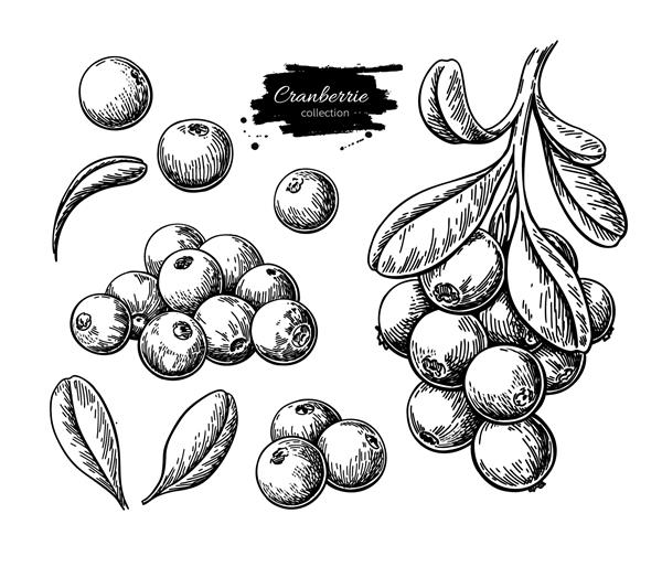 طراحی وکتور کرن بری طرح جدا شده شاخه توت در پس زمینه سفید تصویر سبک حکاکی شده میوه تابستانی غذای گیاهی با دست طراحی شده با جزئیات عالی برای برچسب پوستر چاپ