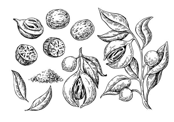 نقاشی وکتور ادویه جوز هندی طرح آجیل چاشنی زمینی دانه‌های خشک و میوه‌های تازه گرز مواد گیاهی طعم پخت و پز تصویر حکاکی شده بر روی چاشنی عالی برای برچسب الگو طراحی بسته بندی