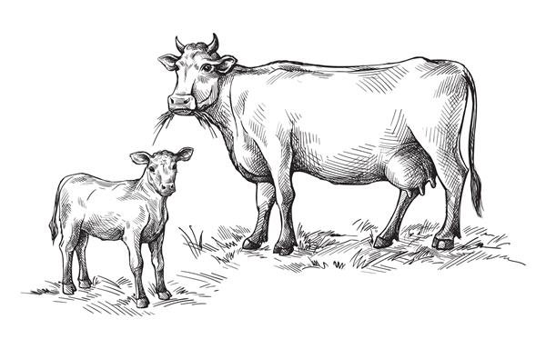 طرح های گاو و گوساله که با دست کشیده شده اند دام گاو چرای حیوانات تصویر برداری