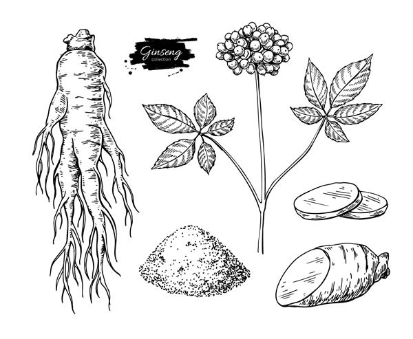 طراحی وکتور جینسینگ طرح گیاه پزشکی شیء گیاه شناسی حکاکی شده ریشه توت برش و پودر با دست کشیده شده است داروی جایگزین زیبایی آرایشی و مواد گیاهی درمانی