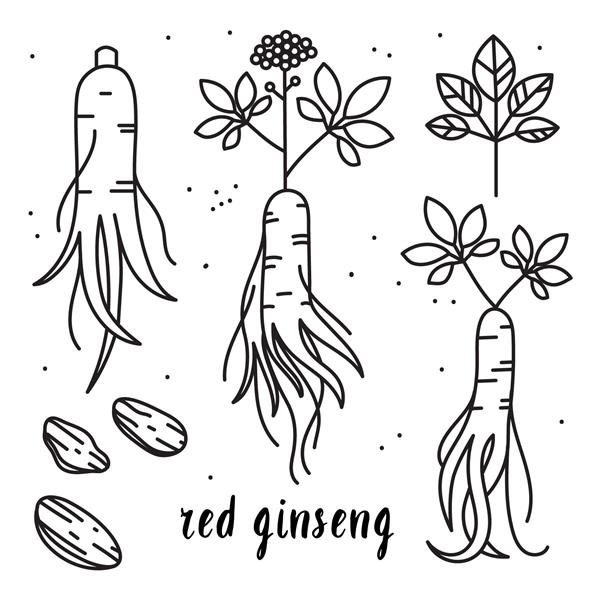 مجموعه تصویر طرح وکتور از ریشه جینسنگ قرمز یا پاناکس جدا شده روی پس‌زمینه سفید طراحی جینسینگ برای چاپ نماد آرم نشان برچسب و سایر تزئینات در