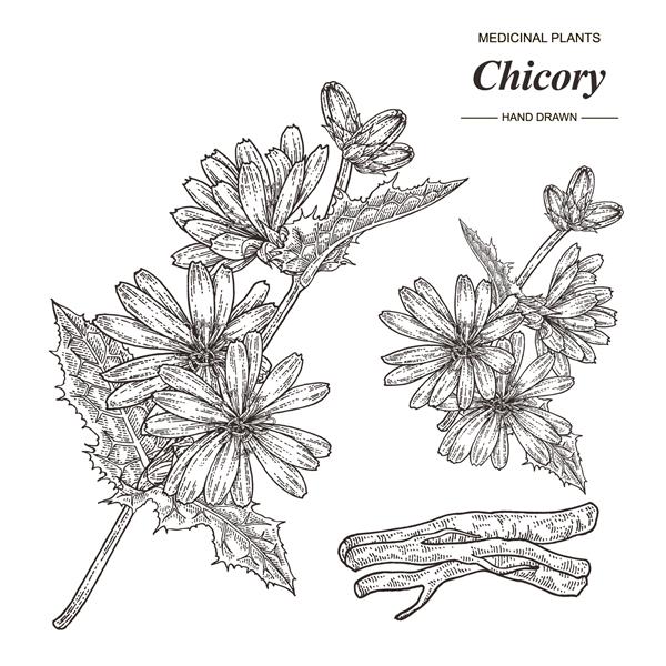 بوته کاسنی با دست کشیده شده است گل ها و ریشه های کاسنی جدا شده در زمینه سفید مجموعه میکروب های پزشکی تصویر برداری سبک اسکچ