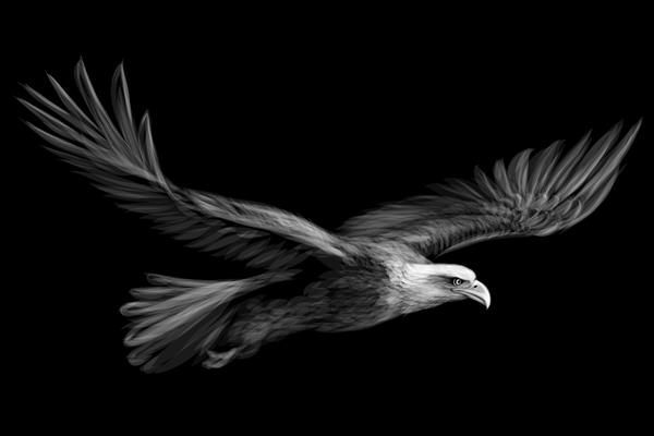 عقاب کچل سر به فلک کشیده طراحی گرافیکی سیاه و سفید پرنده شکاری در پس زمینه سیاه