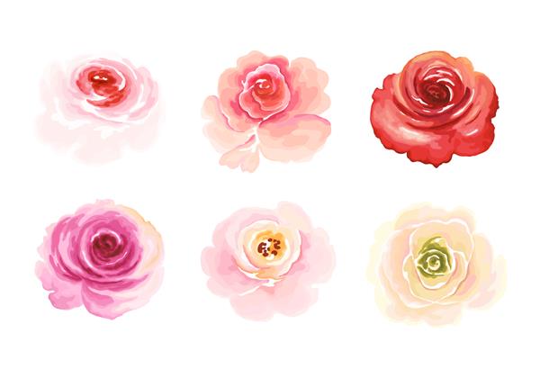 مجموعه گل های رز رنگارنگ وکتور تصویر گل به سبک آبرنگ برای طرح شما