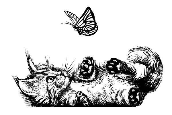 گربه یک بچه گربه در حال بازی با یک پروانه است برچسب دیواری با تصویر یک بچه گربه مین کون