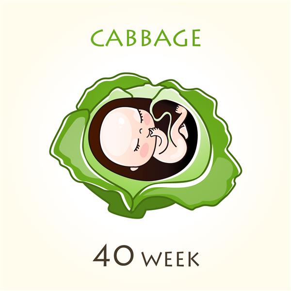 مراحل رشد بارداری اندازه جنین برای هفته ها جنین انسان در داخل رحم هفته 40 از هفته 42 بارداری تصاویر وکتور کلم