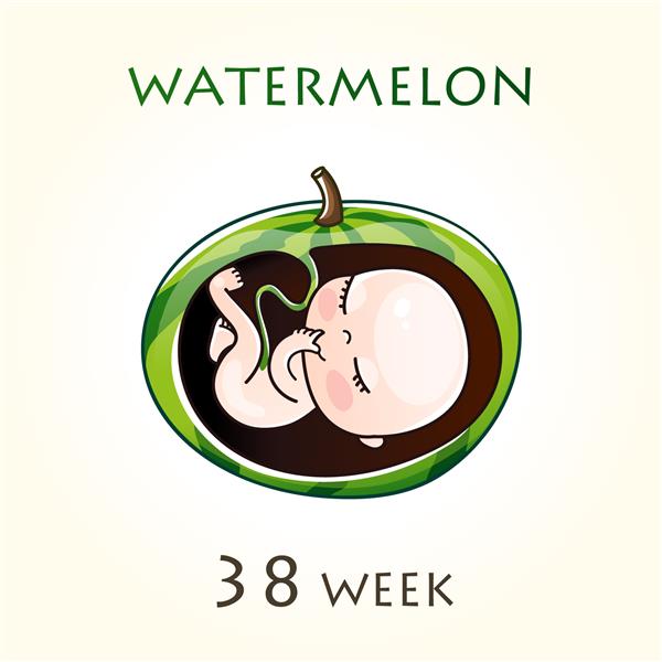 مراحل رشد بارداری اندازه جنین برای هفته ها جنین انسان در داخل رحم هفته 38 از هفته 42 بارداری تصاویر وکتور هندوانه